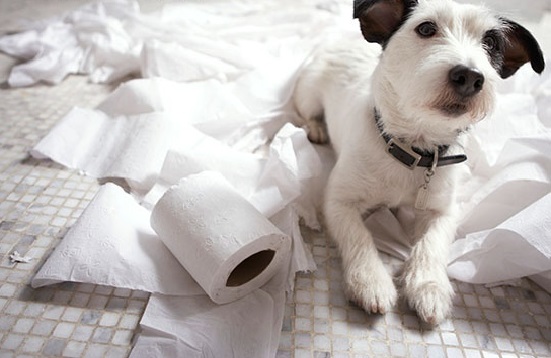 How to potty train jack russell terrier