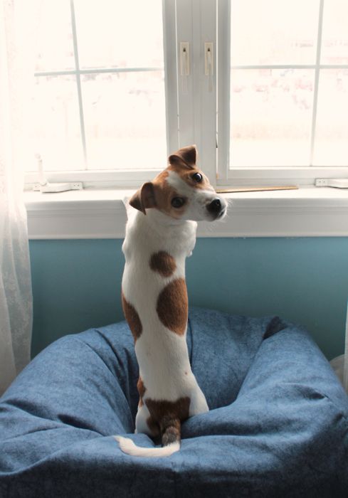 How to potty train your jack russell terrier