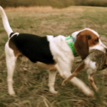 How to train a beagle for rabbit hunting