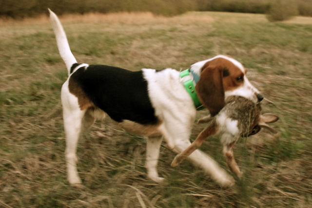 How to train a beagle for rabbit hunting