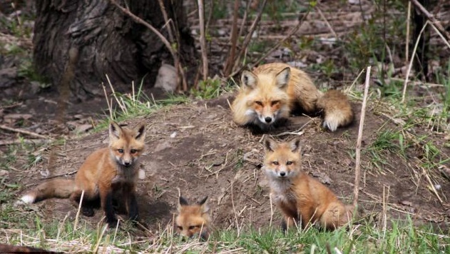 How to train a beagle to hunt fox