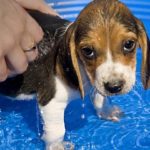 How to wash a Beagle puppy