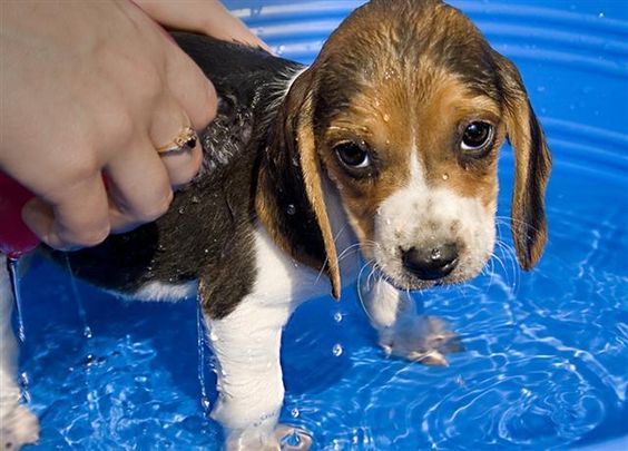 How to wash a Beagle puppy