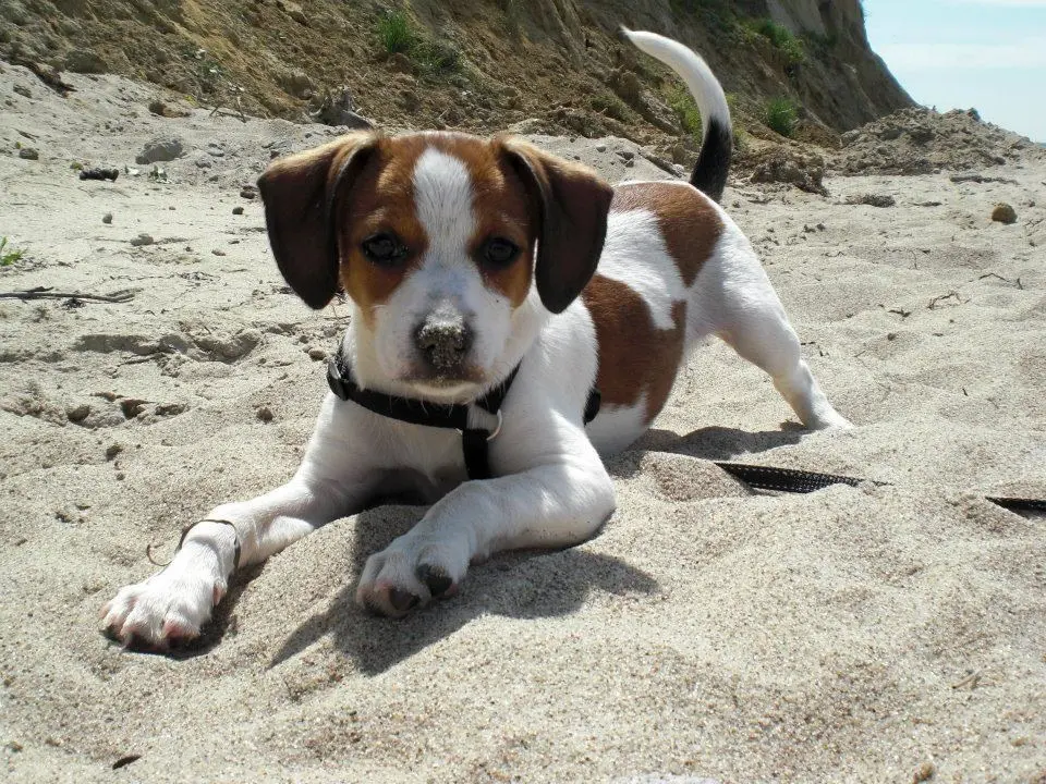 Jack russel terrier beagle mix welpen