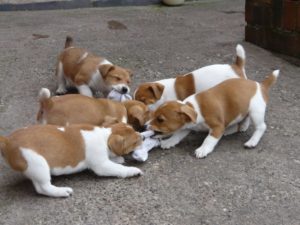 Jack russell terrier and beagle mix puppies