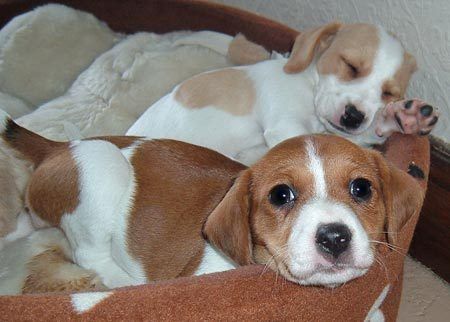 Jack russell terrier beagle mix puppies for sale