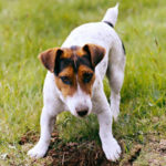 Jack russell terrier eating dirt