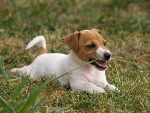 Jack russell terrier eating grass