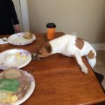 Jack russell terrier homemade dog food
