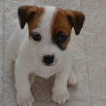 Jack russell terrier potty training puppies