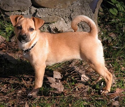 Jack russell terrier pug mix information