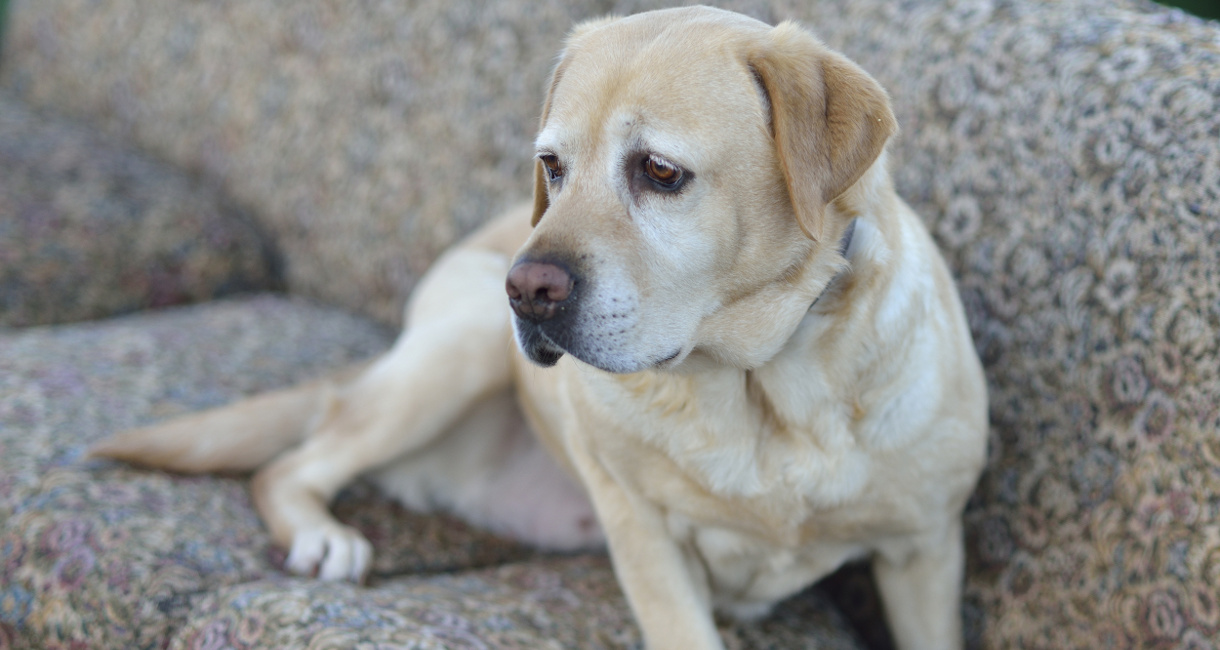 Labrador retriever cancer symptoms