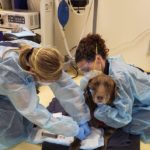 Labrador retriever cancer treatments