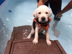 Labrador retriever learning to swim