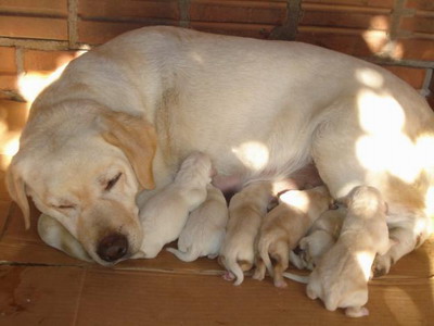 Labrador Retriever length of pregnancy