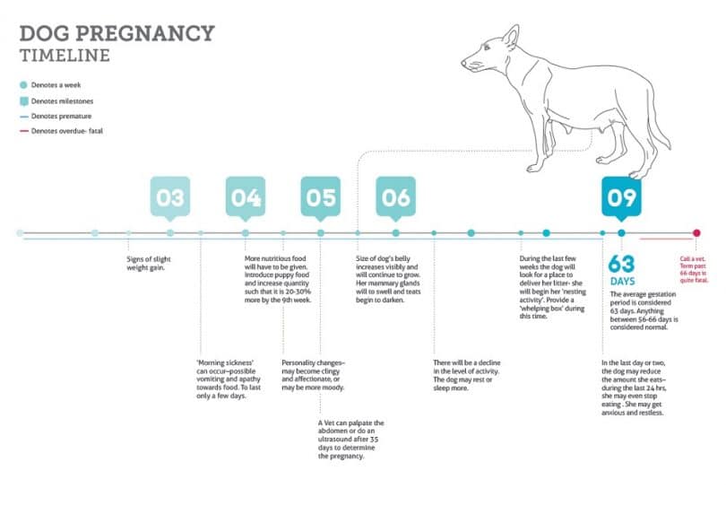 Labrador retriever pregnancy calendar