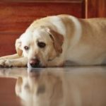 Labrador retriever pregnancy signs