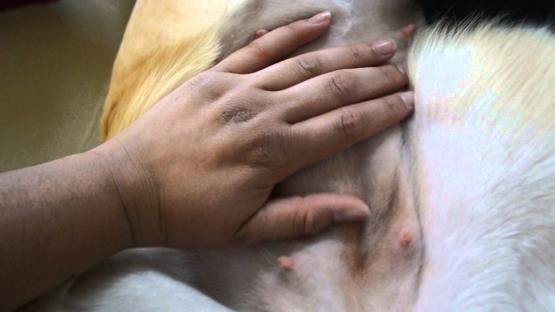Labrador retriever pregnancy stages
