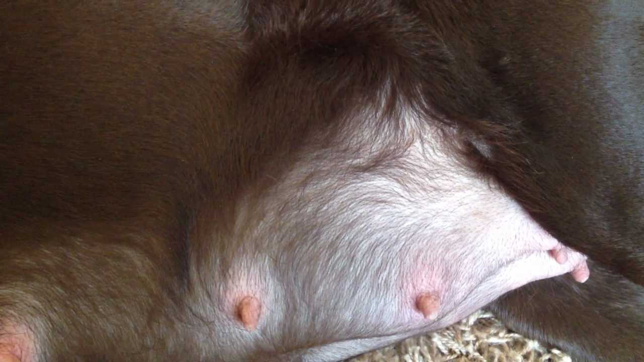Labrador retriever pregnancy symptoms