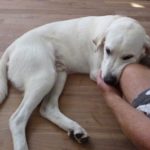 Labrador retriever puppies 6 months