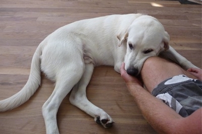 Labrador retriever puppies 6 months