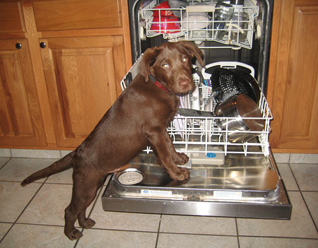 how much to feed a 4 month old labrador retriever