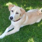 Labrador retriever size at 5 months