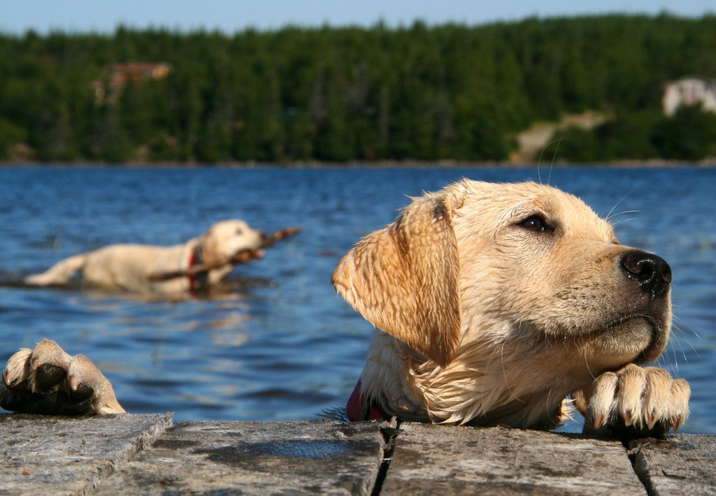 Labrador retriever swimmers ear