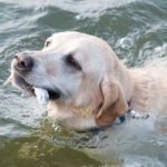 Labrador retriever swimming ability