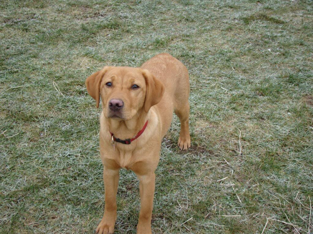 how much to feed 7 month old labrador