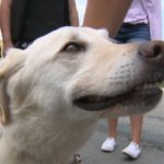 Labrador retrievers 6 month old lab behaviour