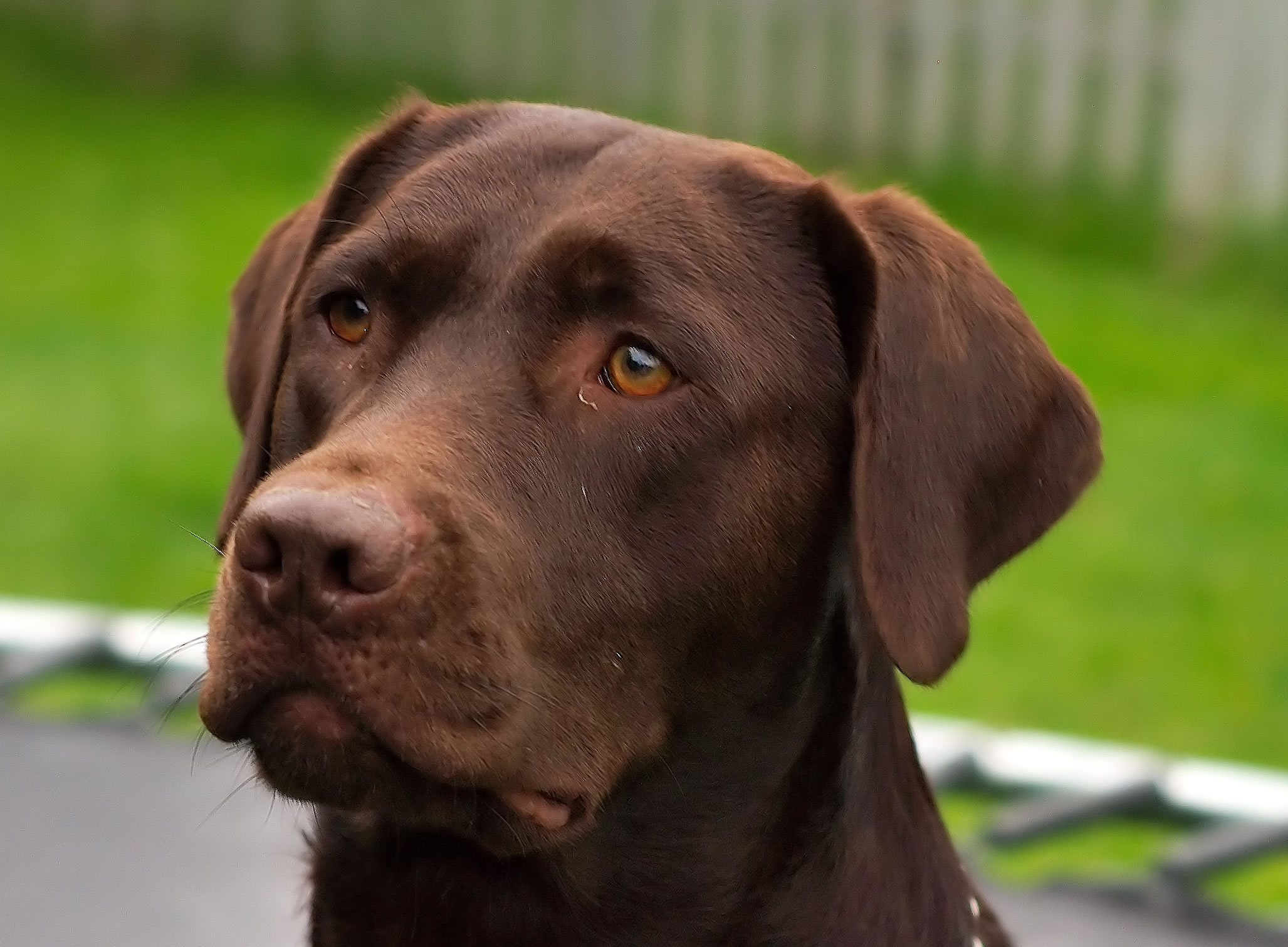 Male chocolate labrador retriever names