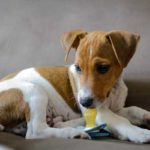 Potty training a jack russell terrier puppy