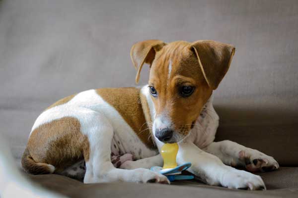 Potty training a jack russell terrier puppy