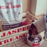 Royal canin jack russell terrier food