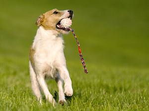 Train a jack russell terrier information