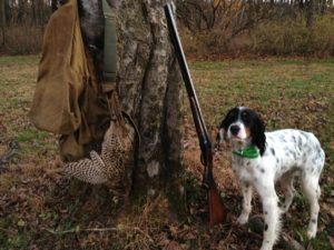 Training a Beagle to hunt birds