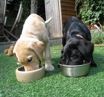Best dog food for labrador retriever puppies