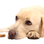 Best dog food for labrador retrievers with allergies
