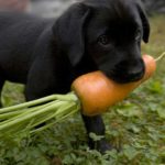 Best dog food labrador retriever puppy