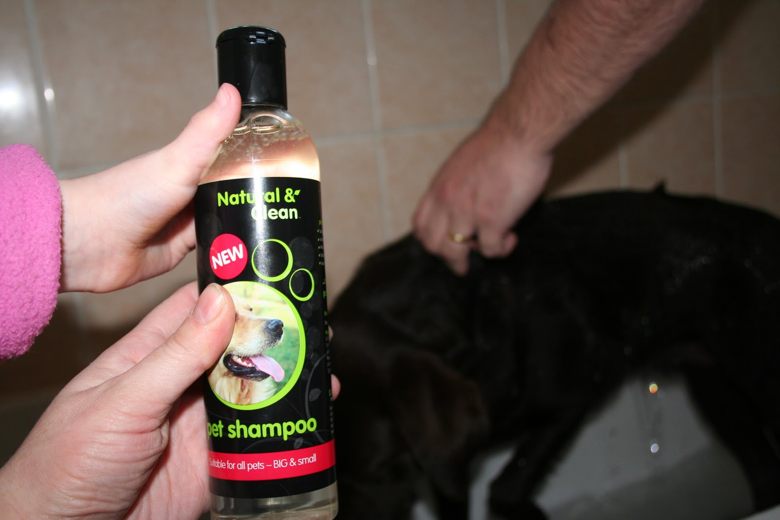 How To Wash Labrador Retriever General Care And Bathing Process