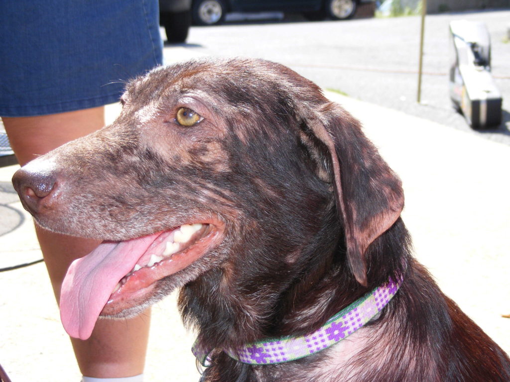 Labrador Retriever Skin Problems Causes And Treatment