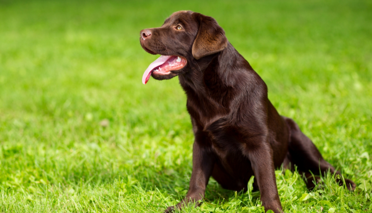 Chocolate labrador retriever training tips