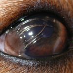 Eye problems with labrador retrievers