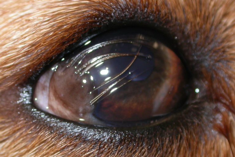 Eye Problems With Labrador Retrievers
