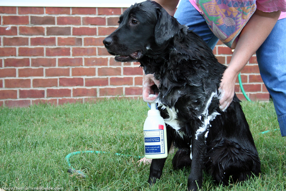 How often should you wash a labrador retriever