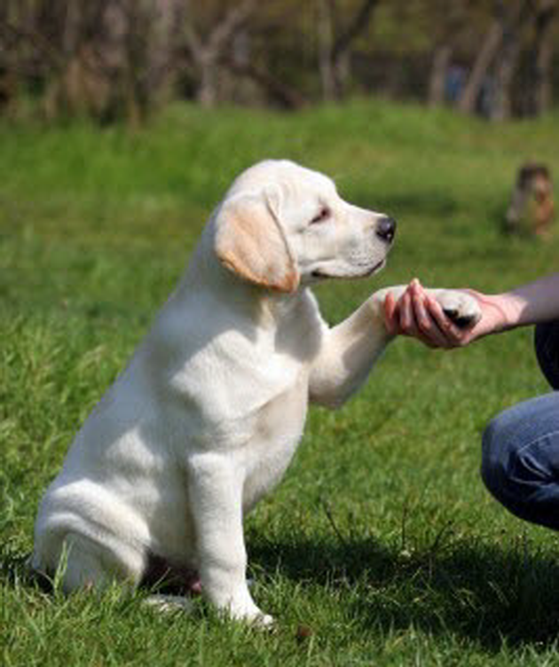 How to potty train labrador retriever puppy