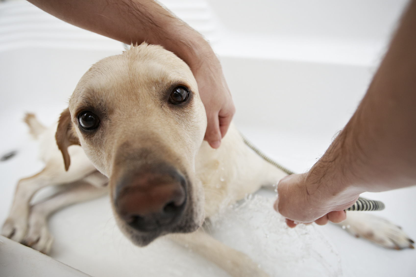 Labrador retriever bath frequency