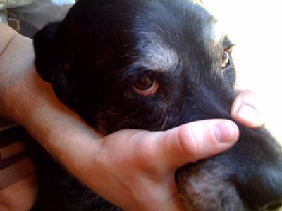 Labrador retriever dogs eye problems