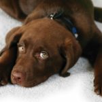 Labrador retriever eye care